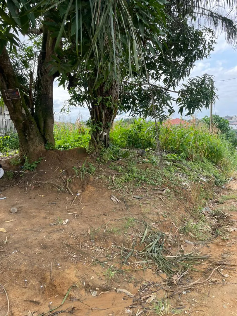 Terrain à vendre à Logbessou 2000m2 titre foncier 75000 FCFA/m2 — Léa immobilier au Cameroun